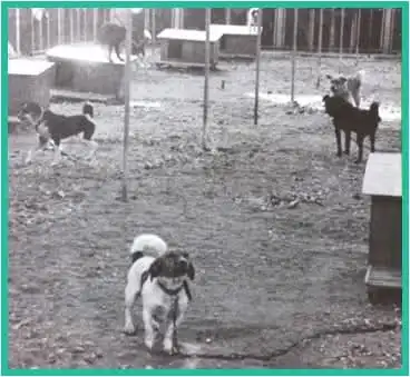 Photo historique SNPA 1